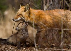 fox image